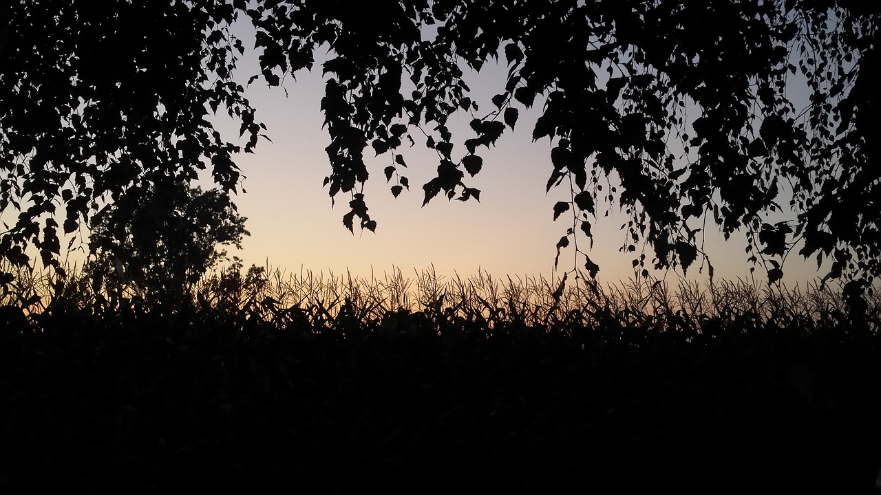 nature panoramic tree free photo