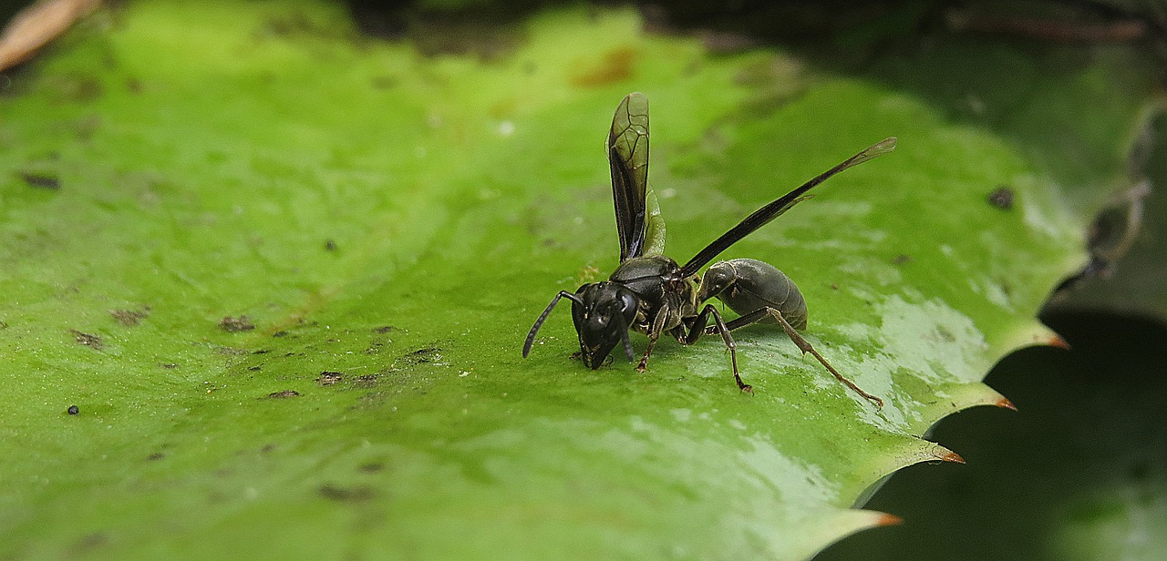 nature insect outdoors free photo