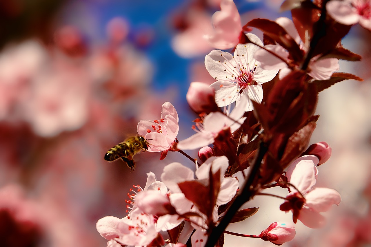 nature cherry wood bee free photo