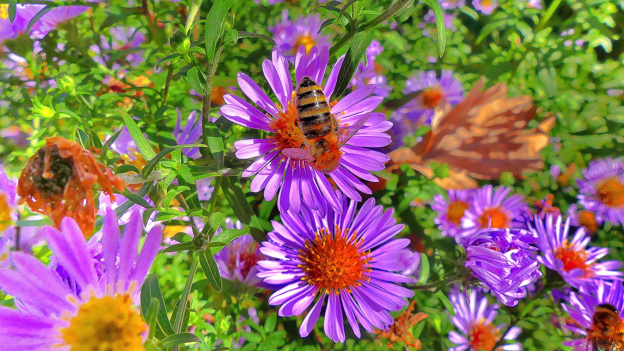 nature plant flower free photo