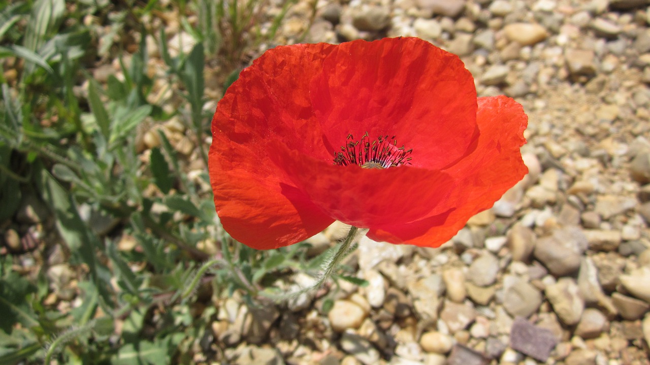 nature flower plant free photo