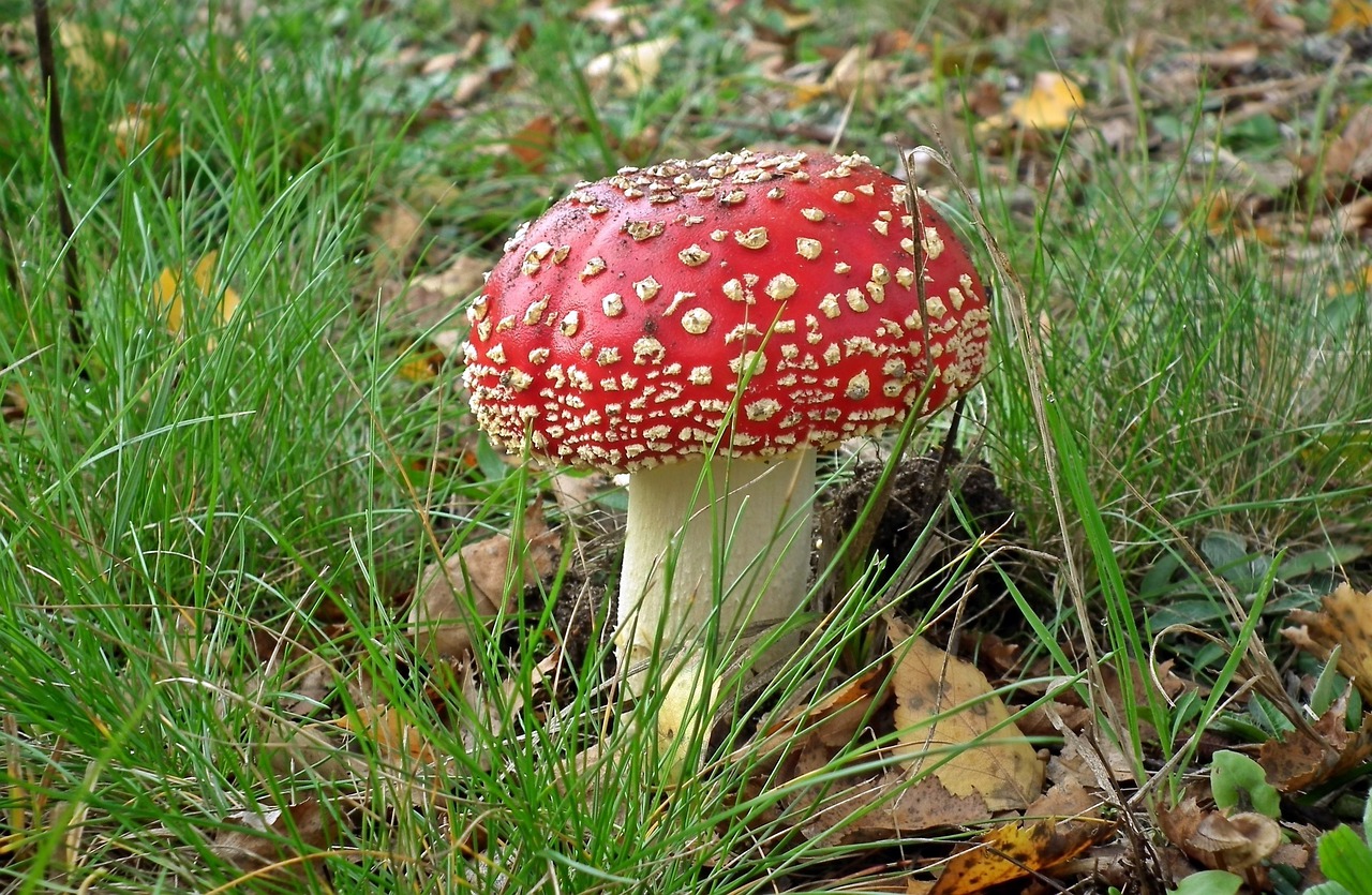 nature lawn mushroom free photo