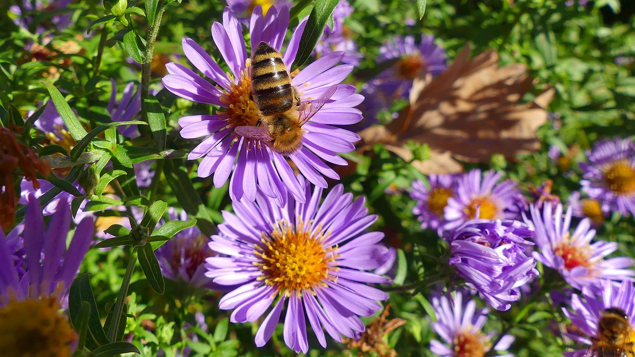 nature flower summer free photo