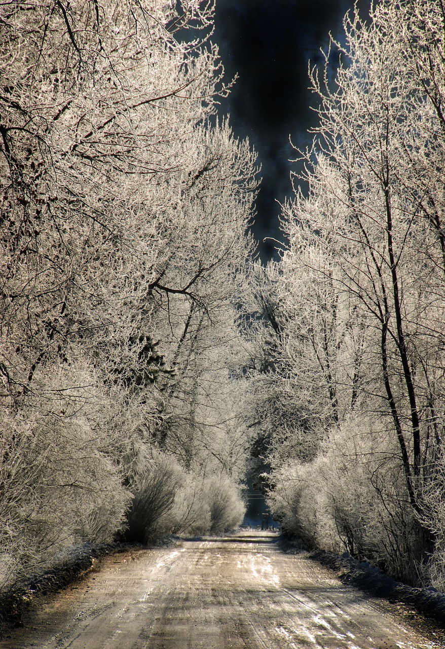 nature tree winter free photo