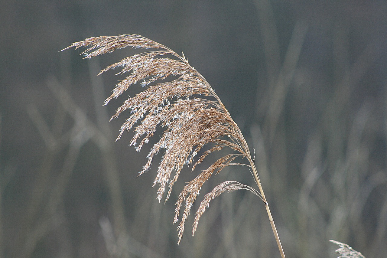 nature grass reed free photo