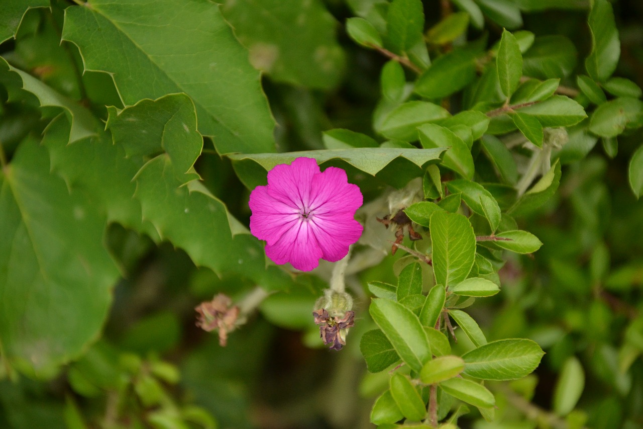 nature plant flower free photo