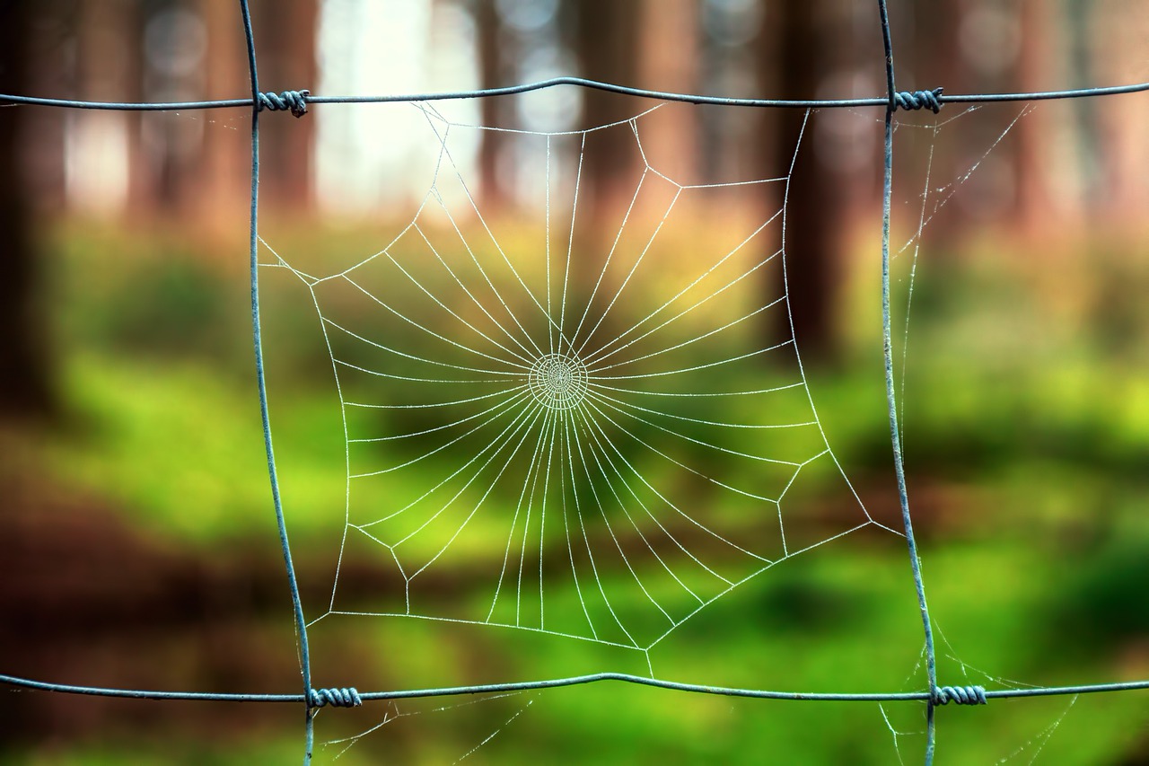 nature cobweb spider free photo