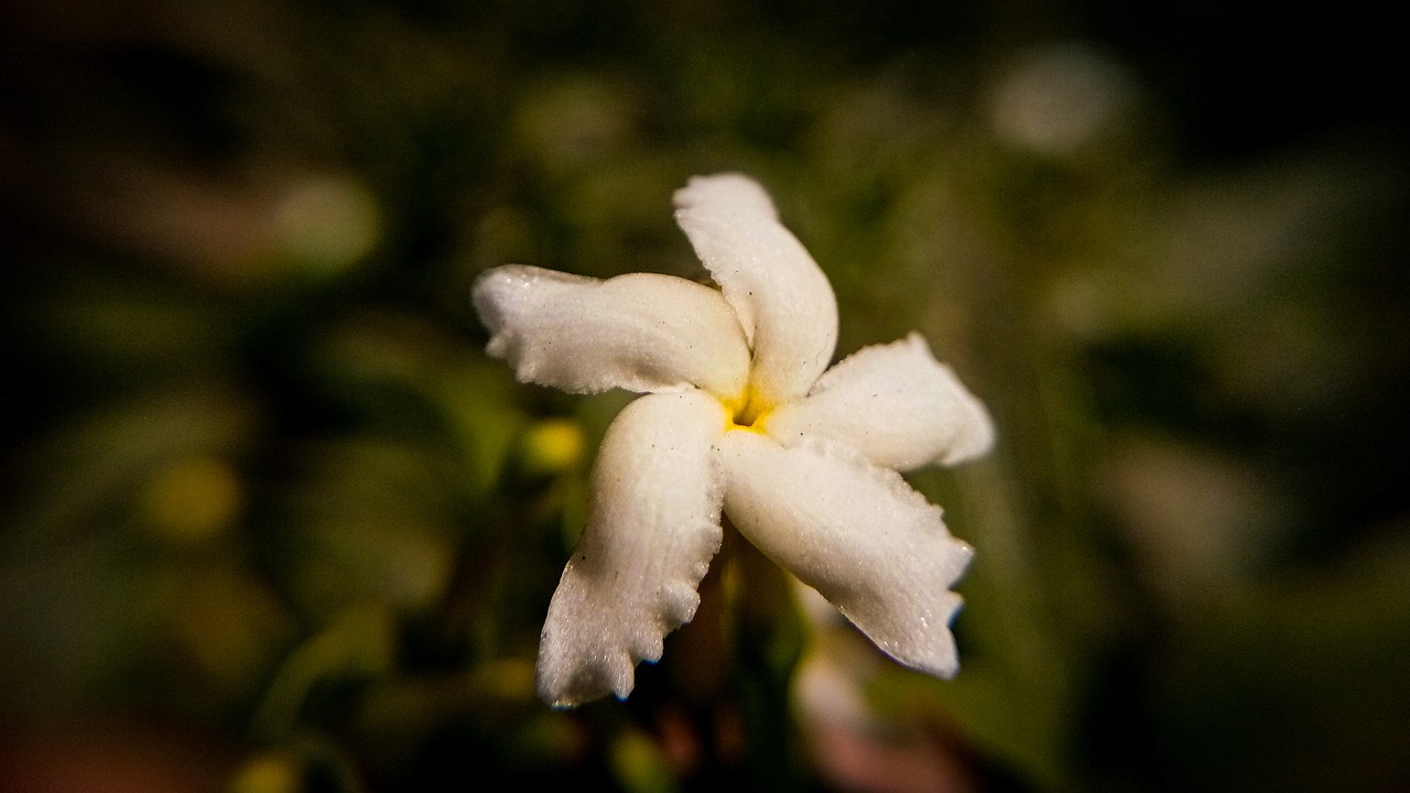 nature flower flora free photo