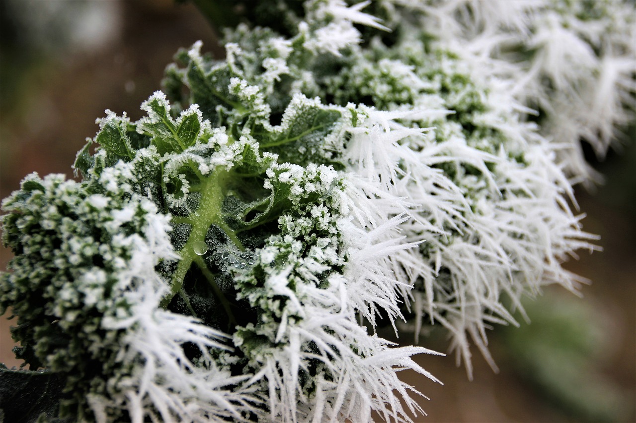 Plants winter. Winter Plants. Winter Plants iconic. Saved natural Frost. Season Plants.