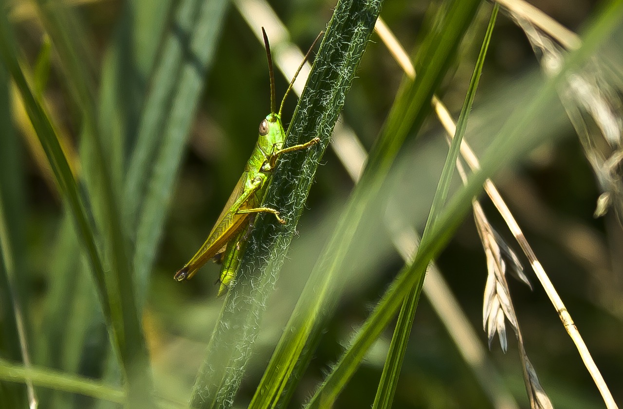 nature insect plant free photo