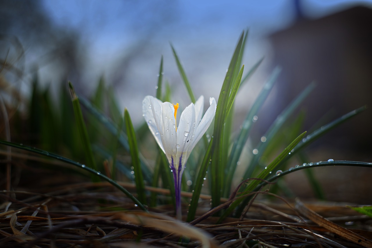 nature plant outdoors free photo