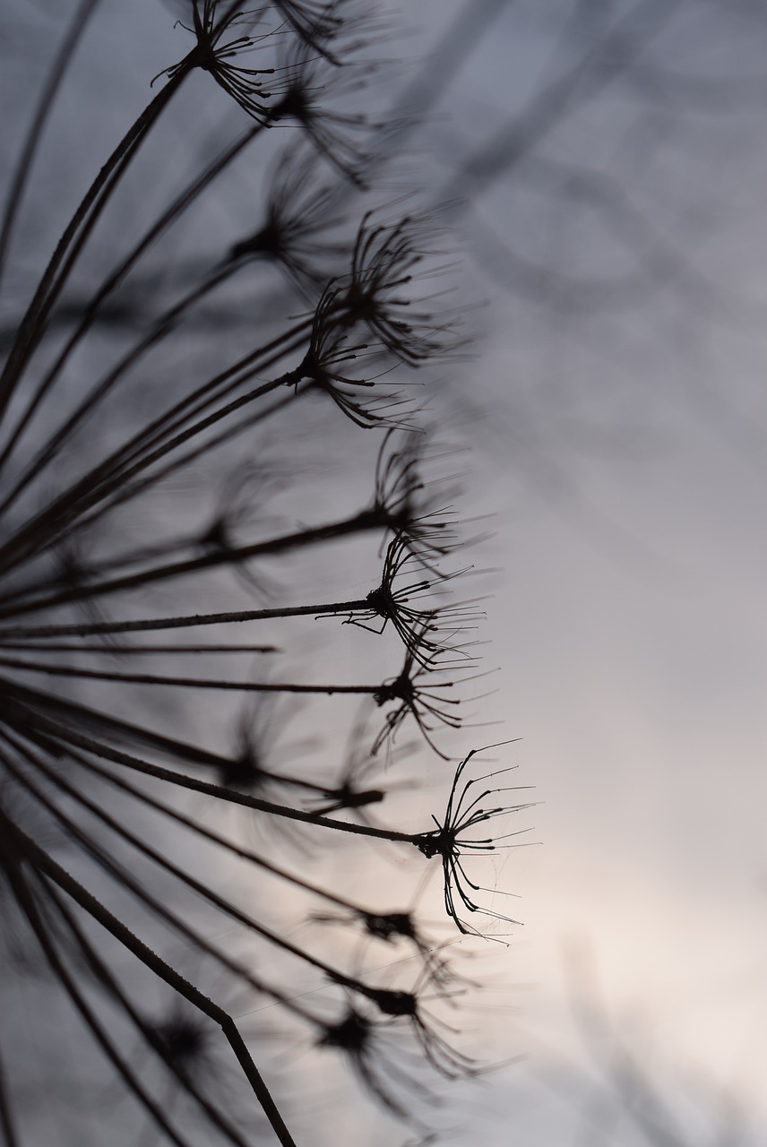 nature dry plant free photo