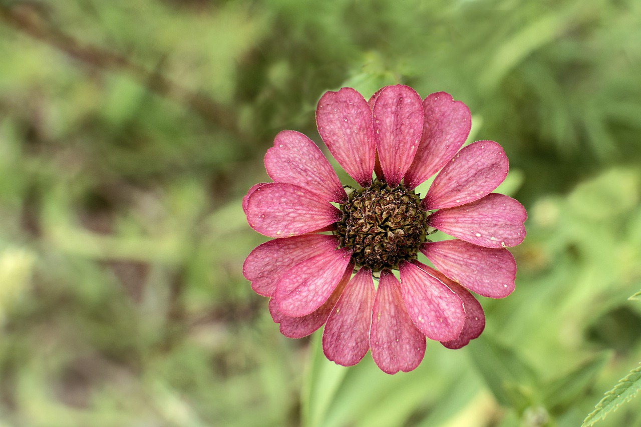 nature flower plant free photo