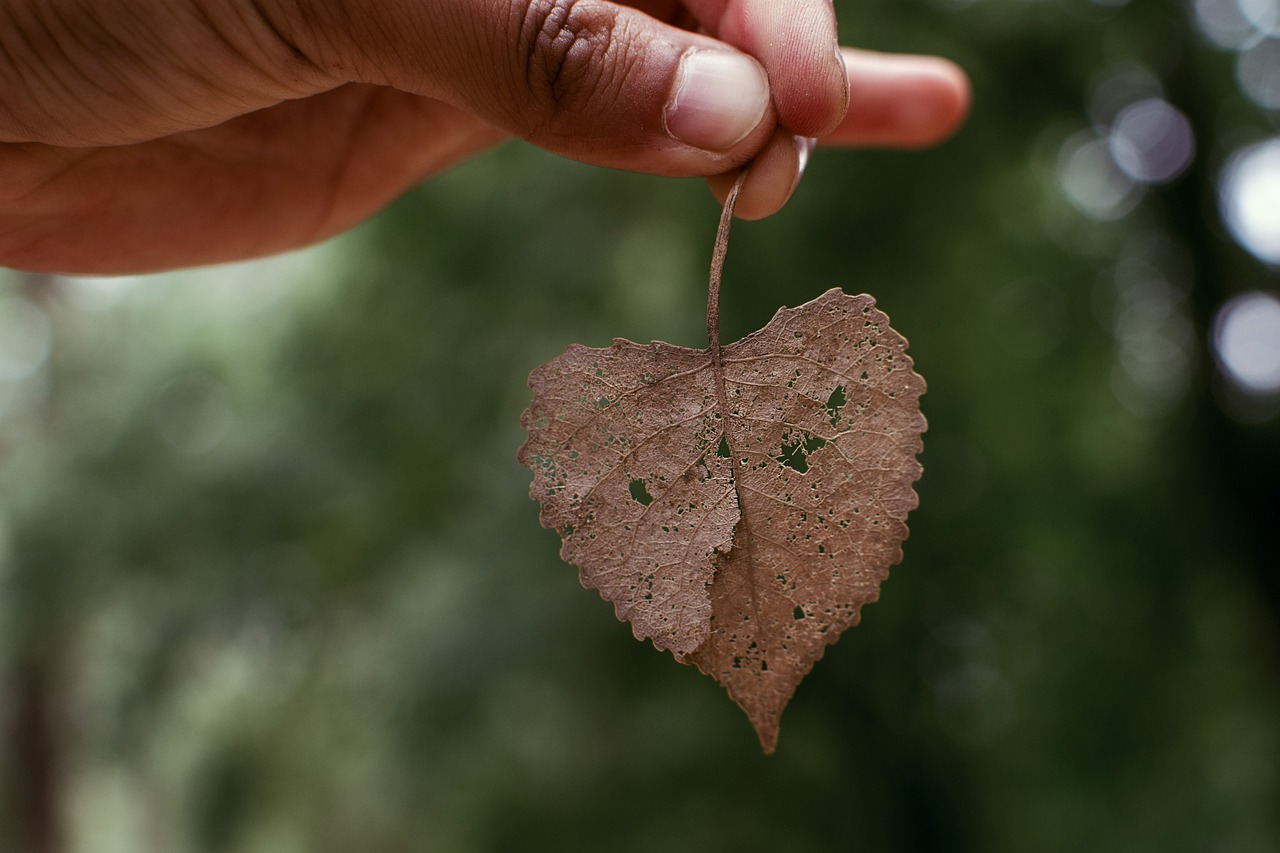 nature outdoors leaf free photo