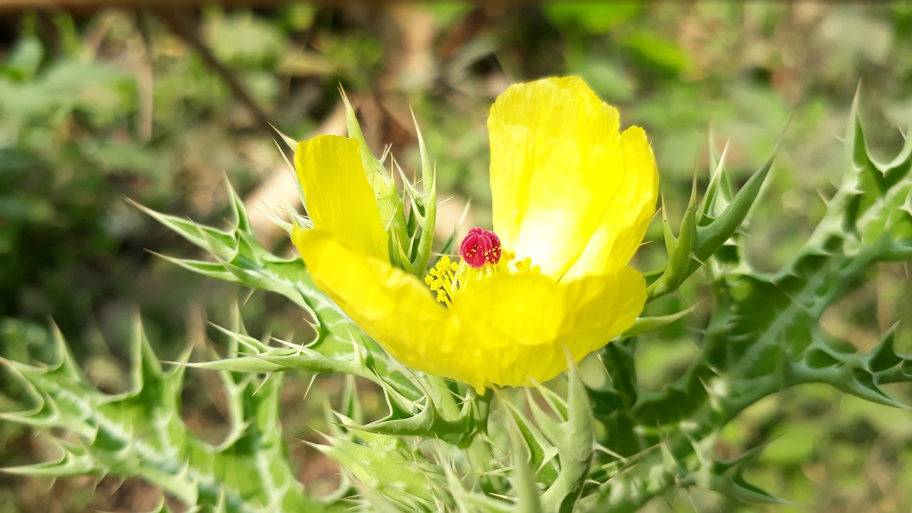 nature flower flora free photo