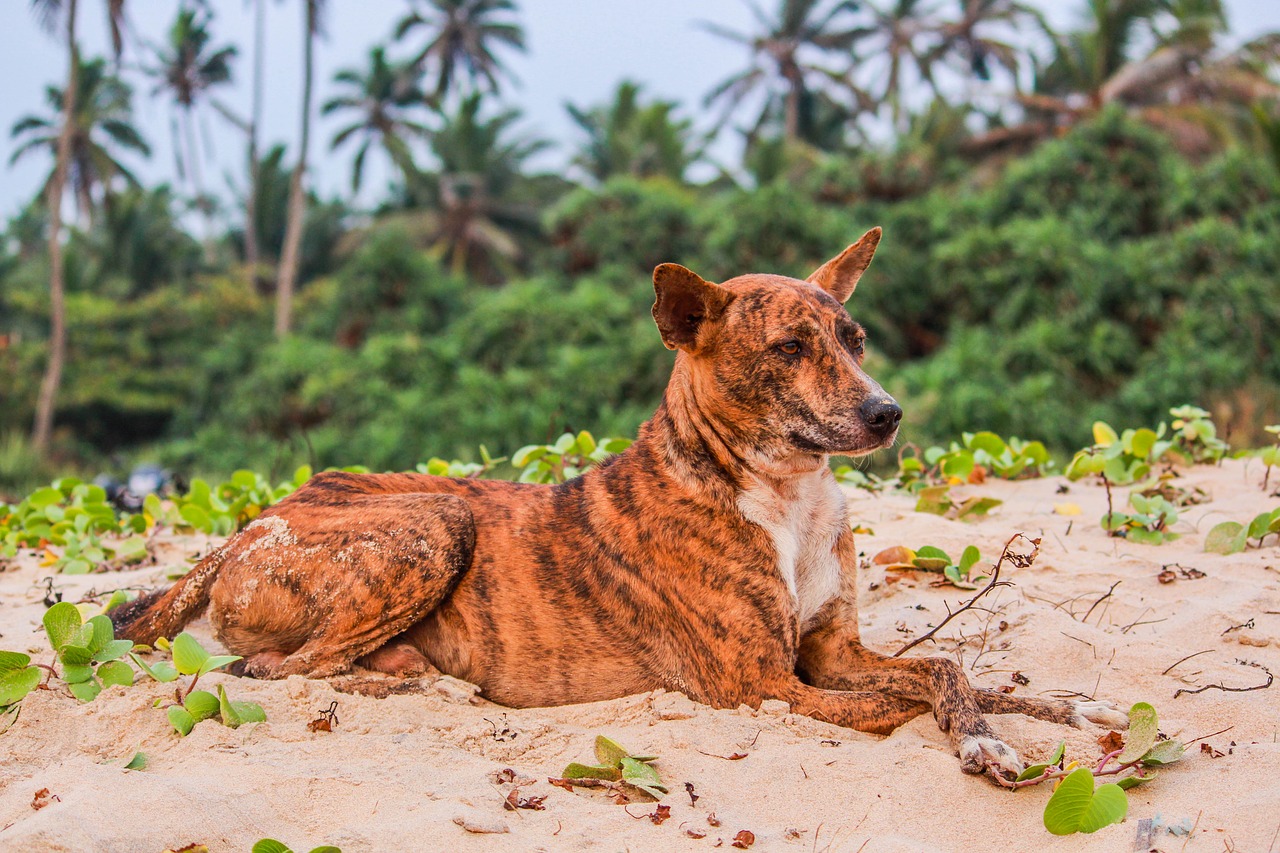 nature animal seashore free photo