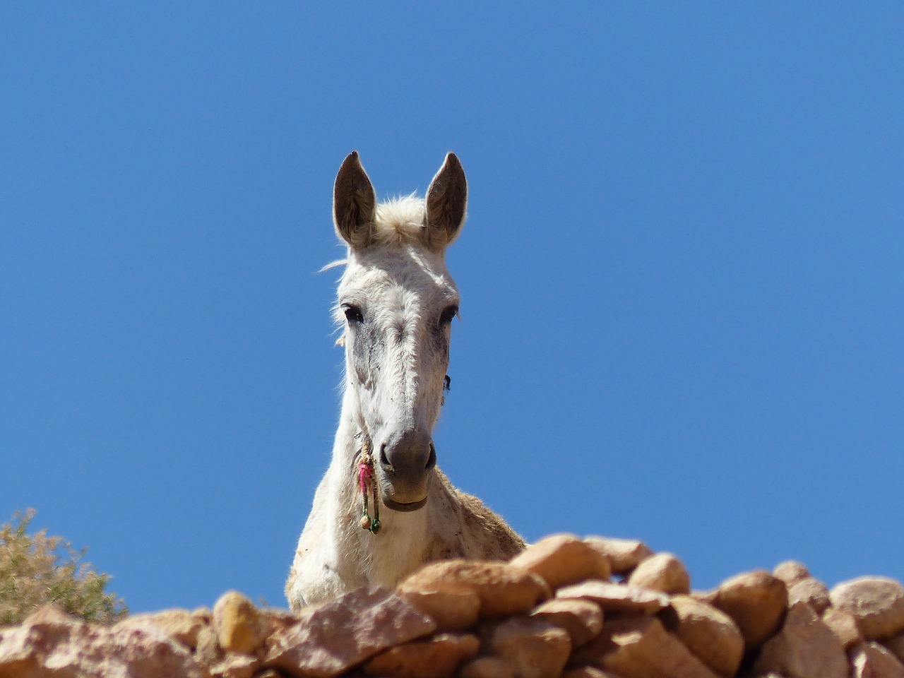 nature outdoors horse free photo