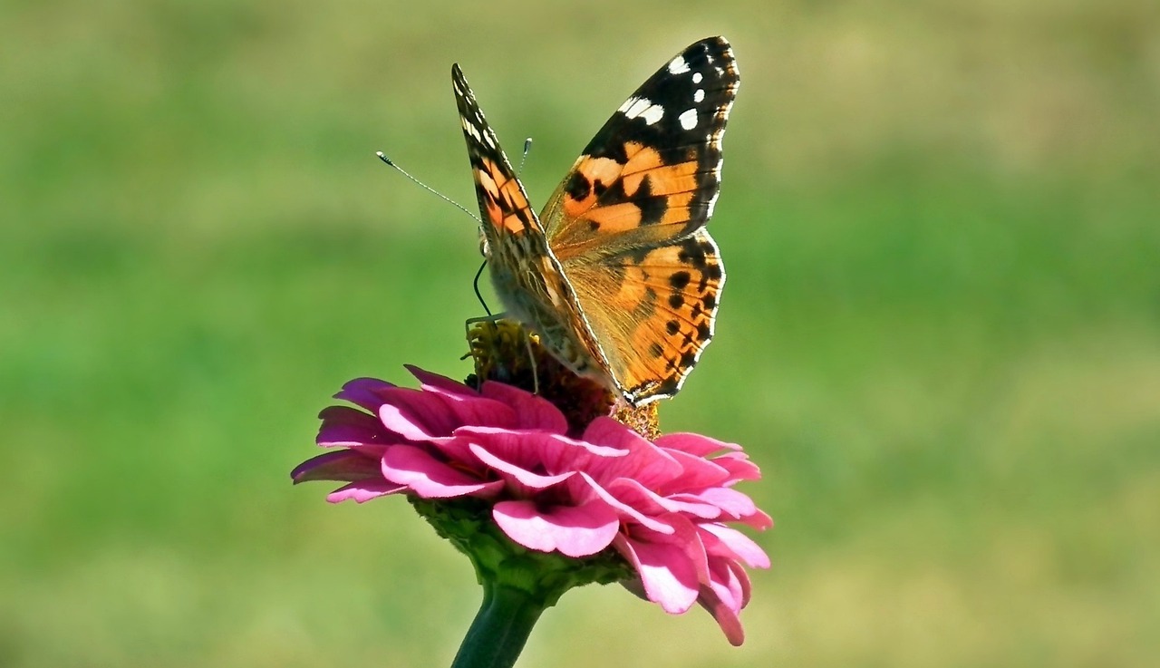 nature butterfly day insect free photo