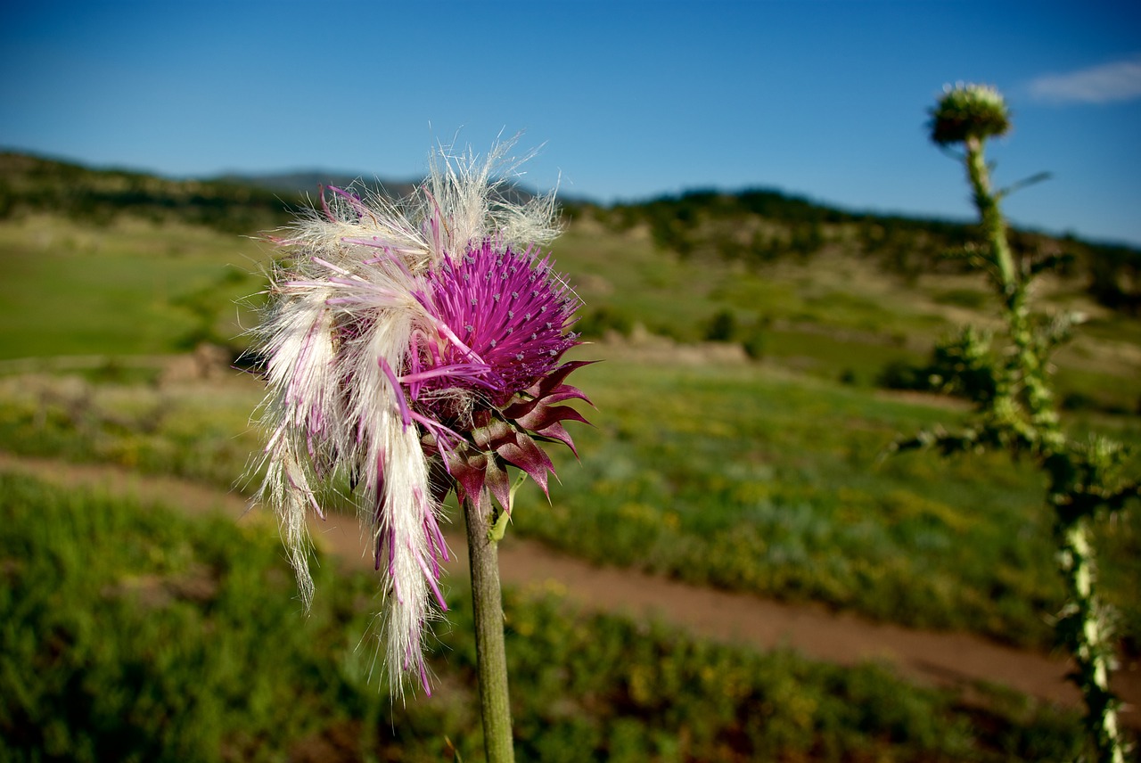 nature flora outdoors free photo