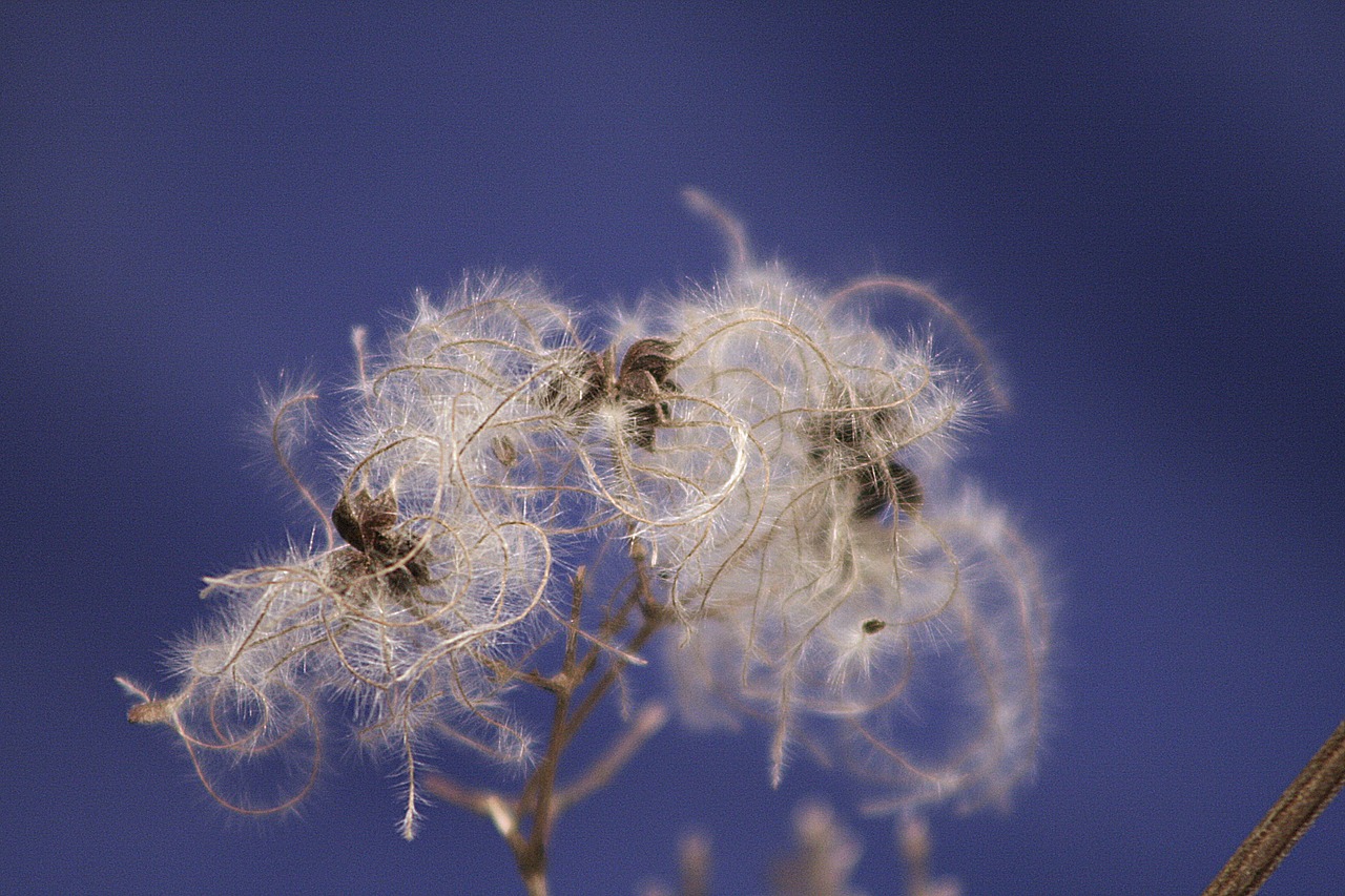 nature winter seeds free photo