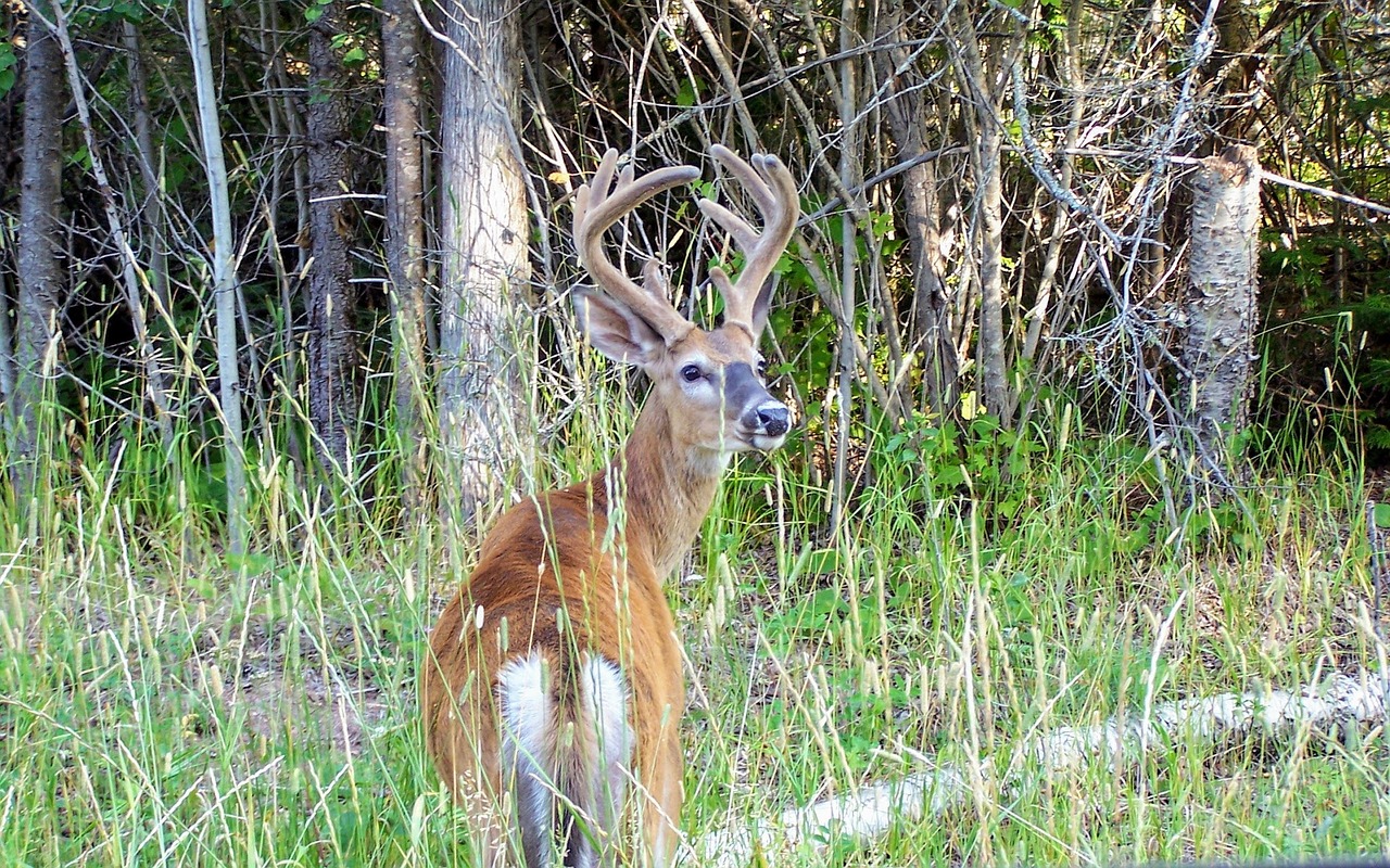 nature wood deer free photo