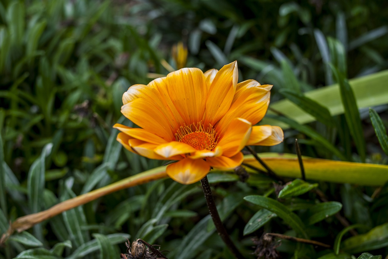 nature plant summer free photo