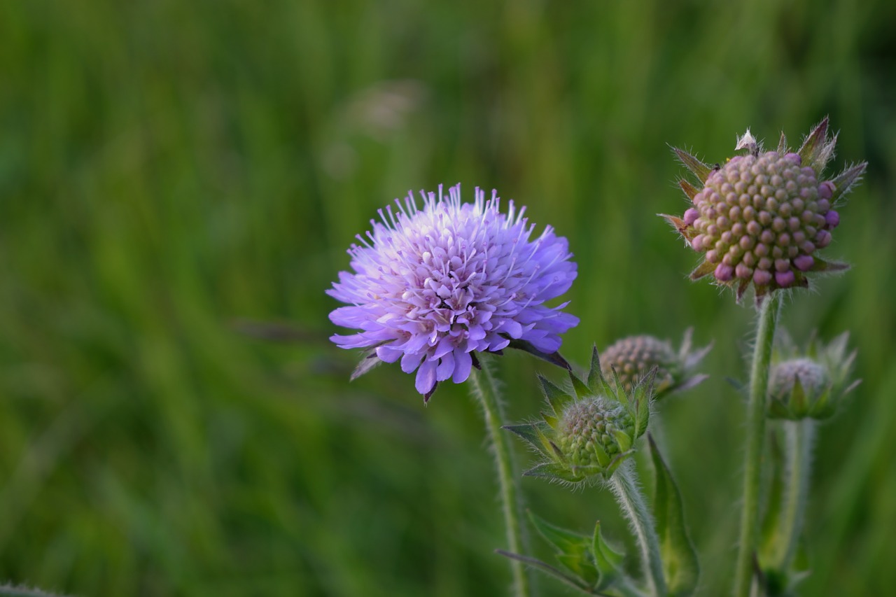 nature flower plant free photo