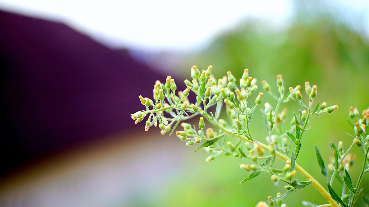 nature leaf flora free photo