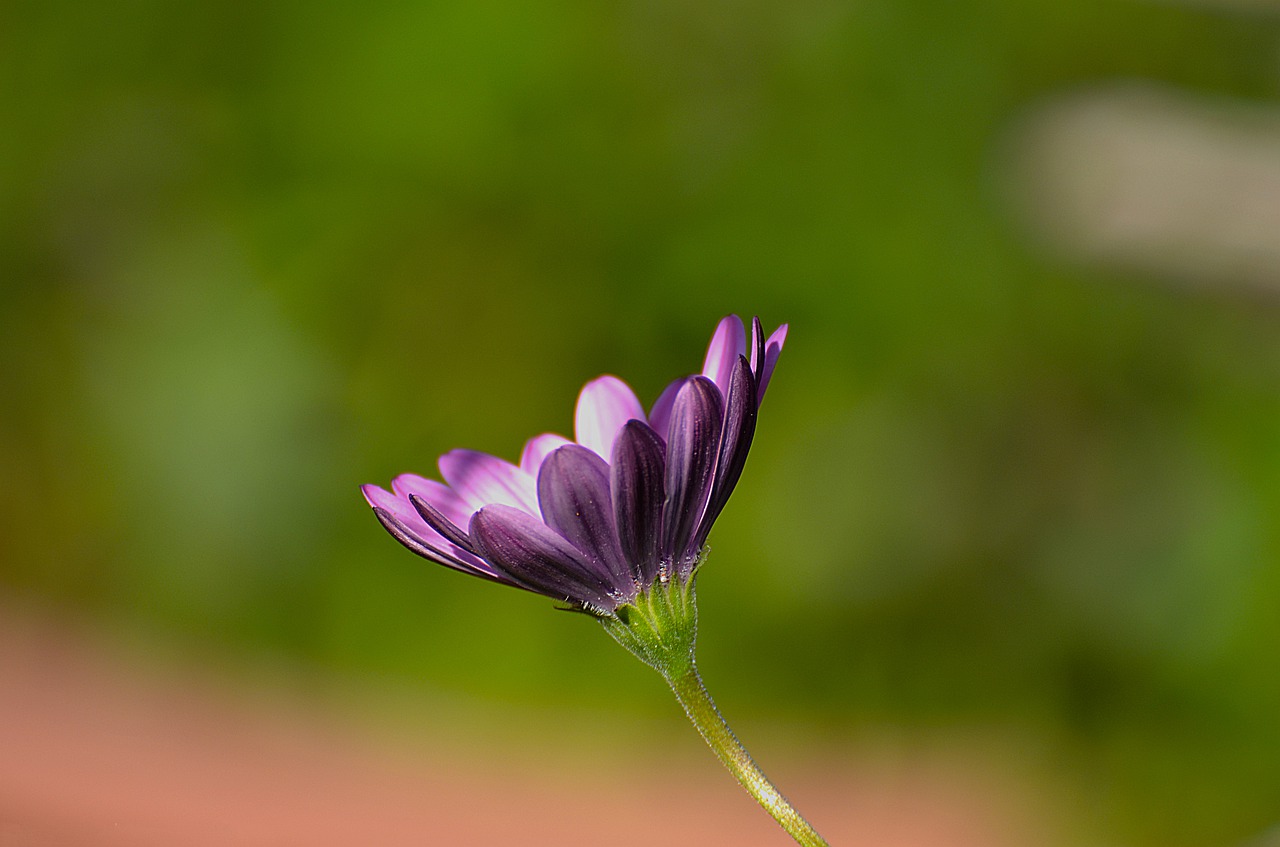 nature flower flora free photo