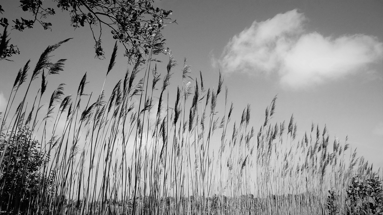 nature grass growth free photo