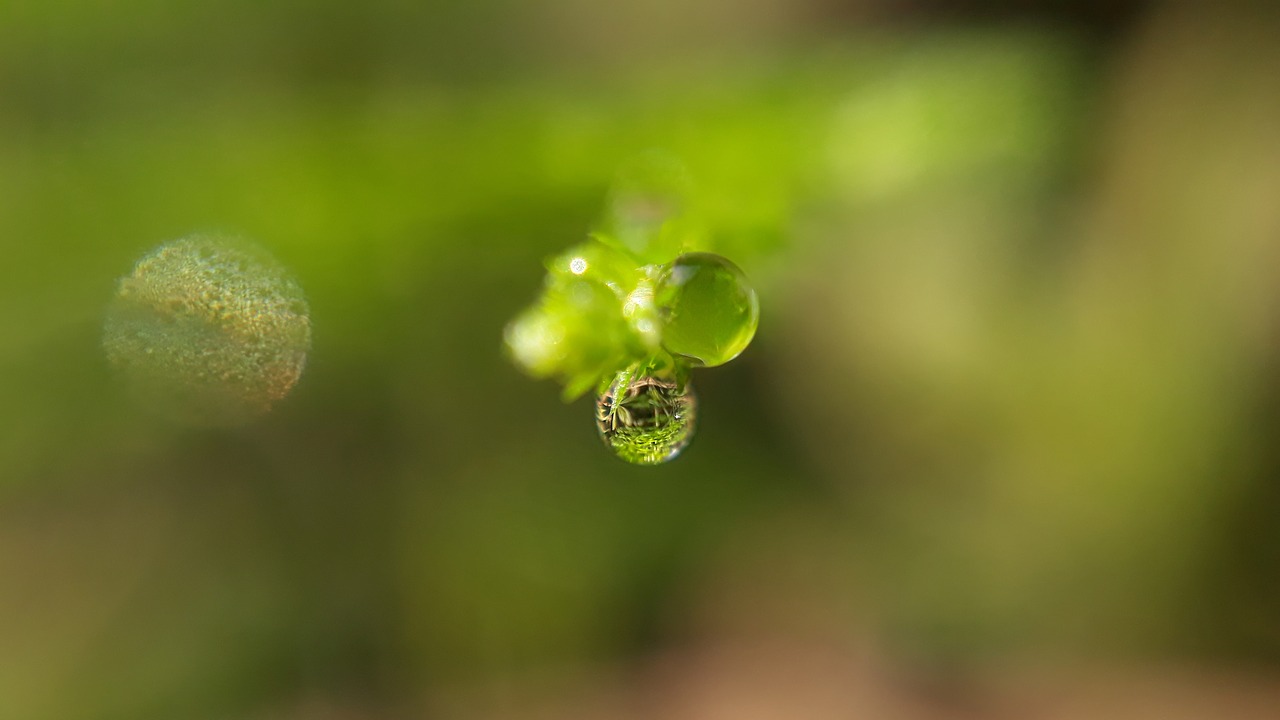 nature leaf outdoors free photo