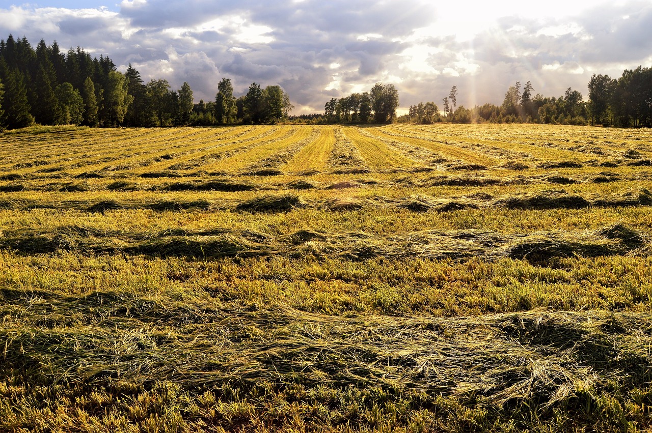 nature field outdoor free photo