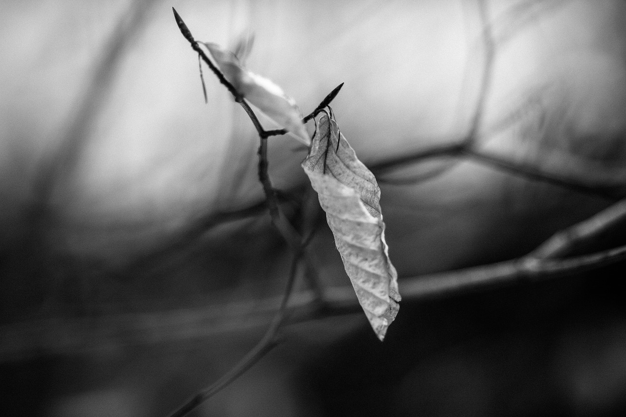 nature outdoors closeup free photo