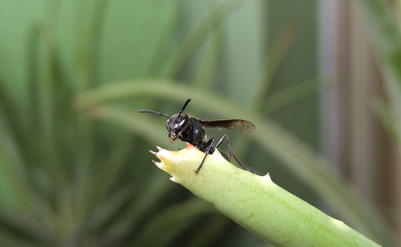 nature insect outdoors free photo