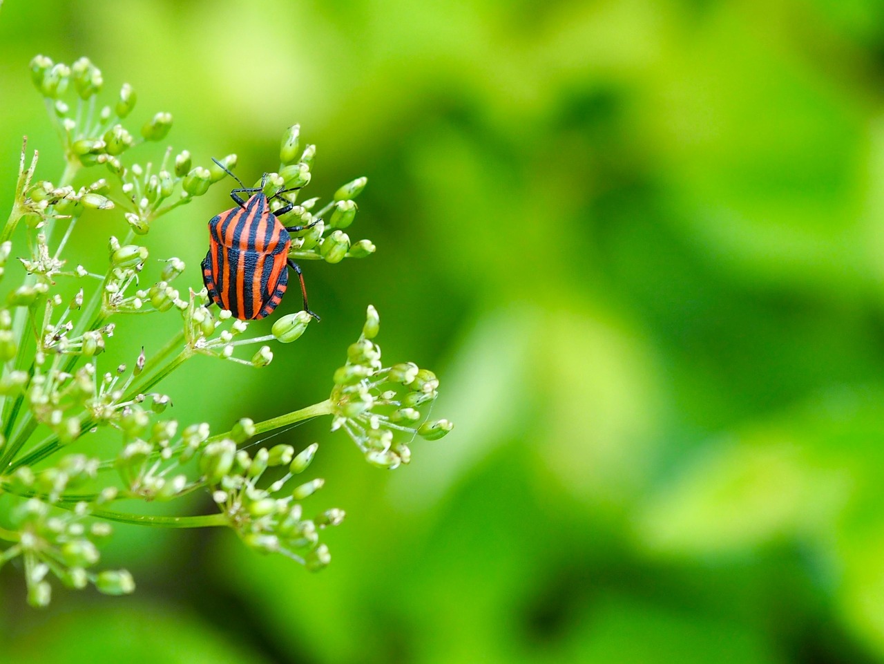 nature leaf bug free photo