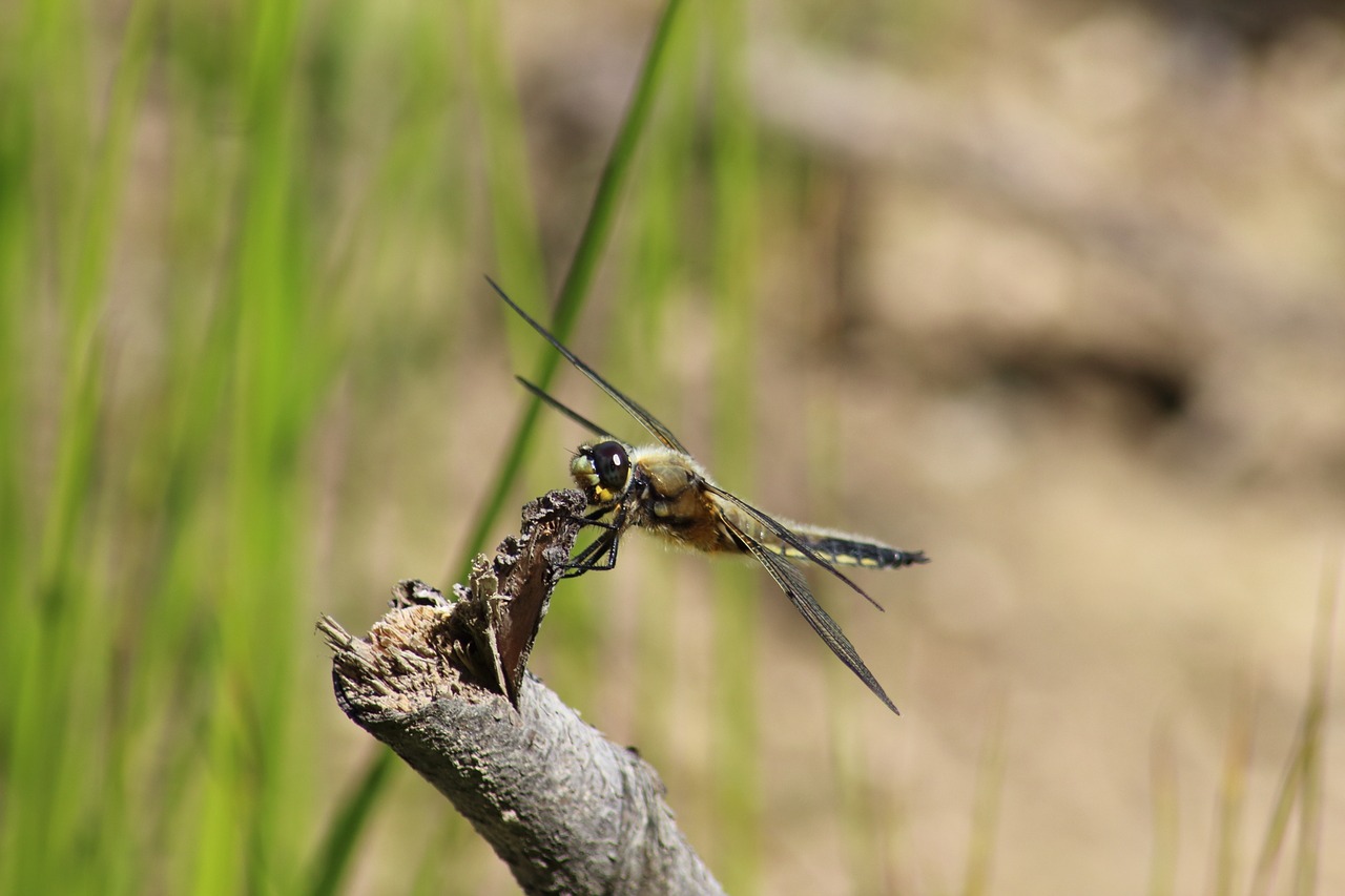 nature living nature animals free photo