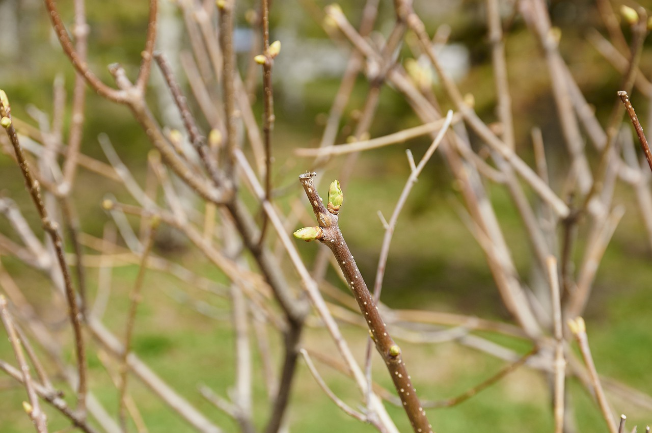 nature sheet plant free photo