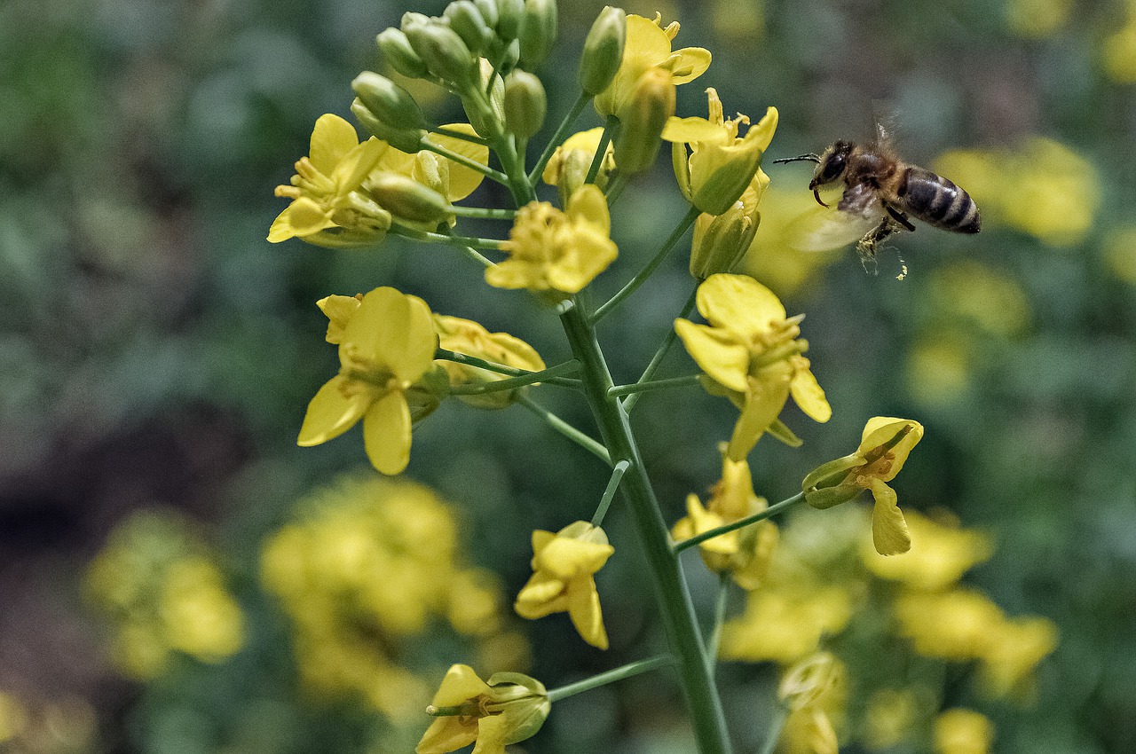 nature flower summer free photo