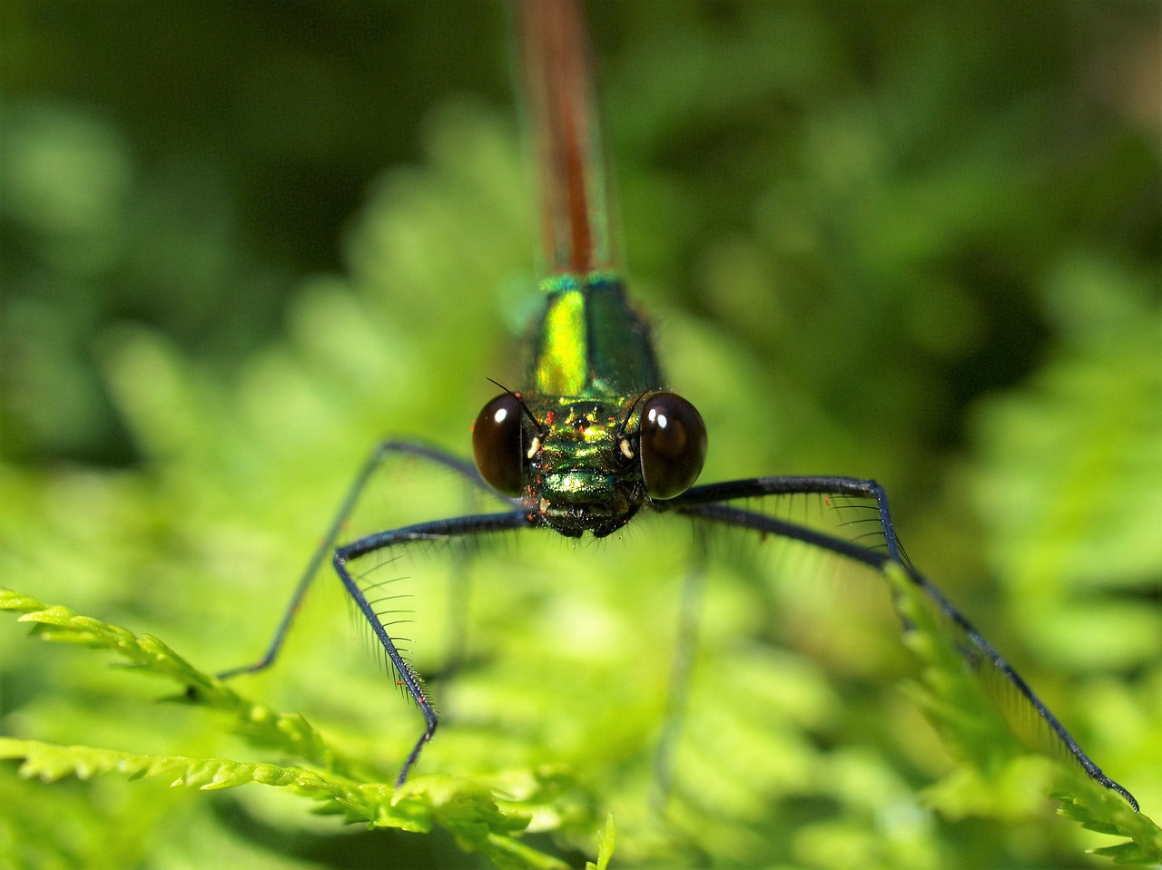 nature insect wildlife free photo