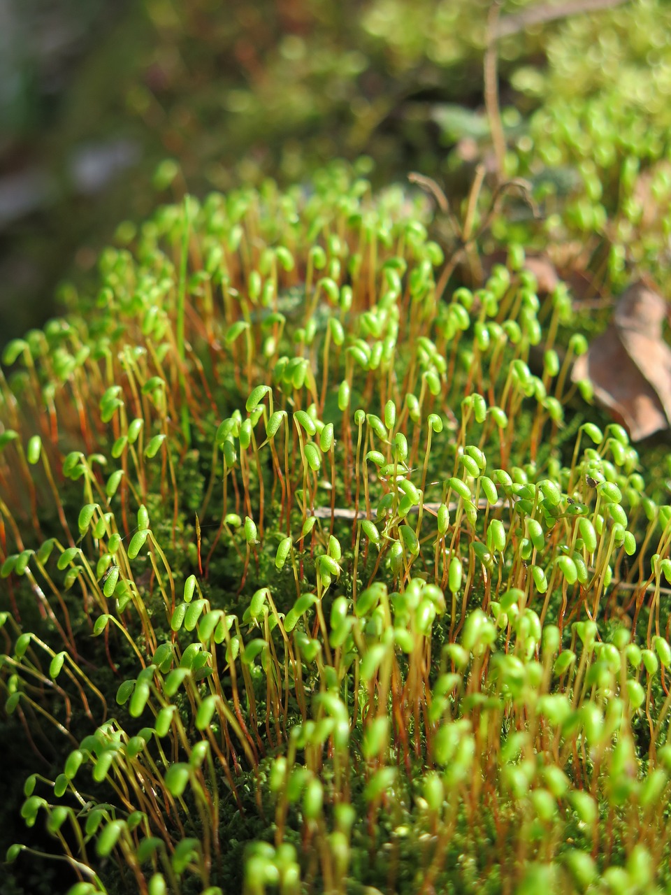 nature vegetation forest free photo