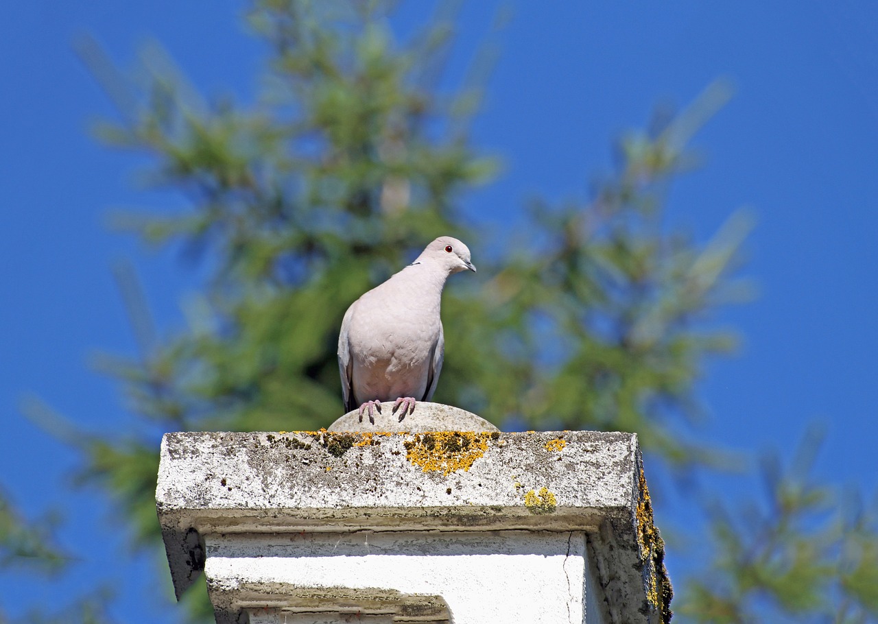 nature bird sky free photo