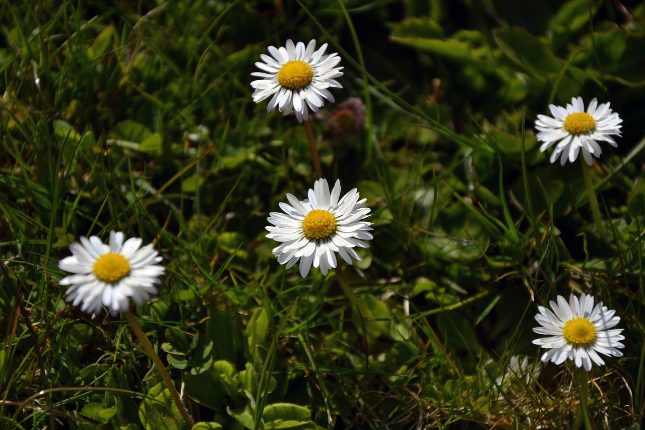 nature flower plant free photo