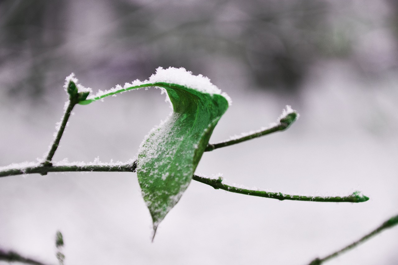 nature outdoors leaf free photo