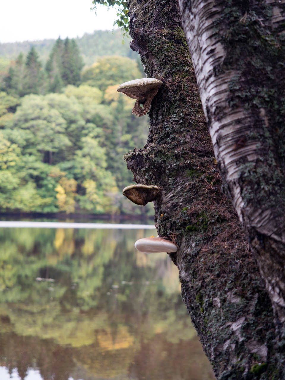 nature tree wood free photo