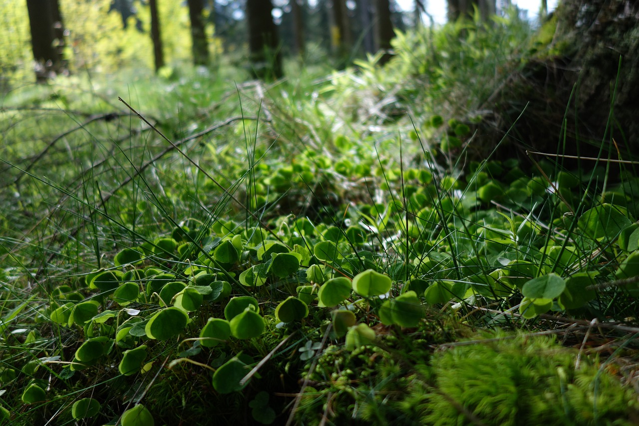 nature plant leaf free photo