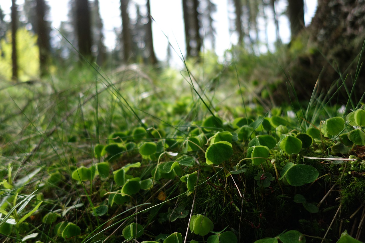 nature plant leaf free photo