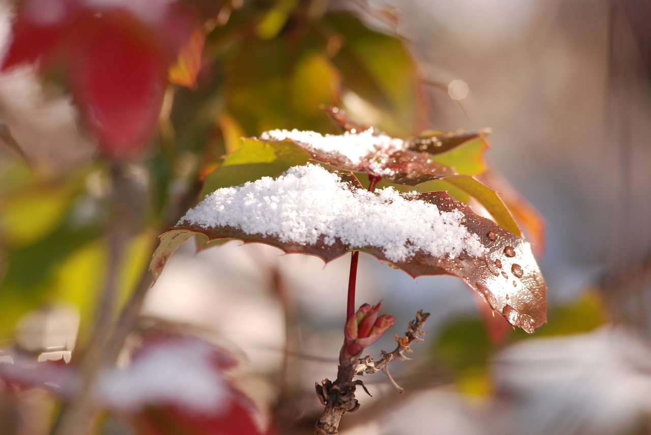 nature leaf outdoors free photo