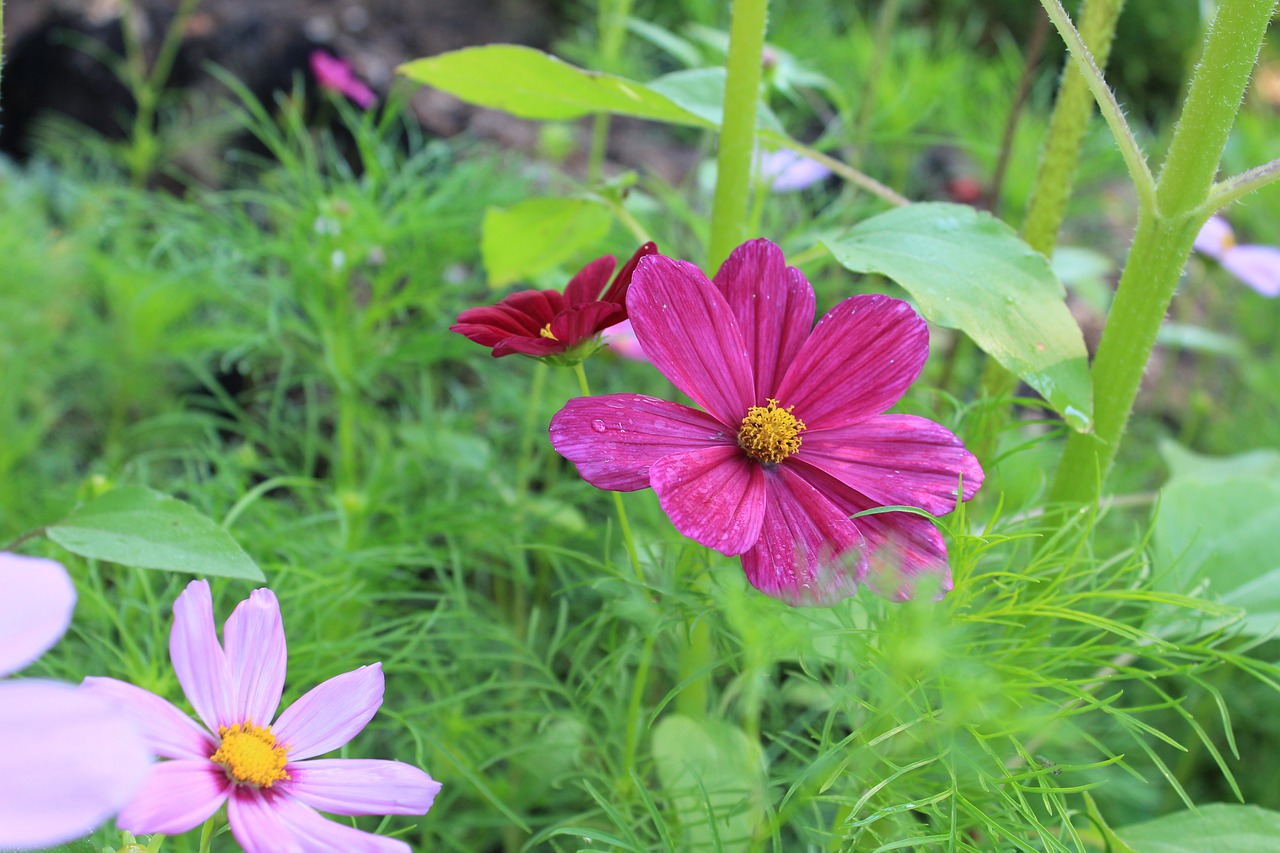 nature summer flower free photo