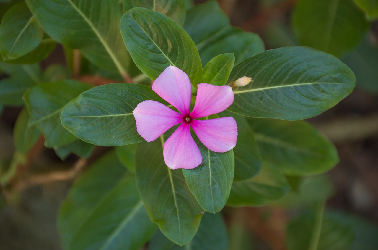 nature plant leaf free photo