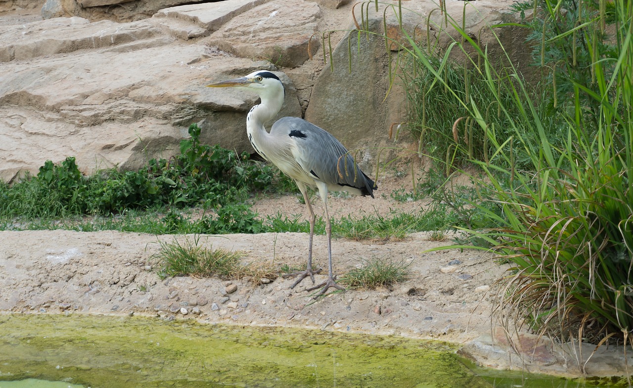 nature bird animal world free photo